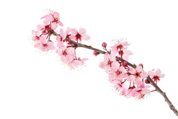 Fototapeten Kirschblüten © asemeykin
