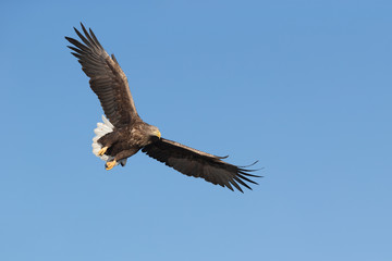 Fototapeta na wymiar Hunting Sea Eagle