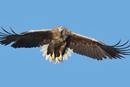 Hunting Sea Eagle