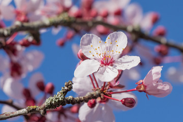 Cherry Blossoms - 78893754