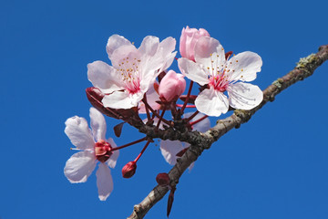 Cherry Blossoms - 78893759