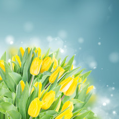 spring narcissus garden