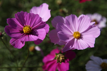 Obraz premium 가을 코스모스