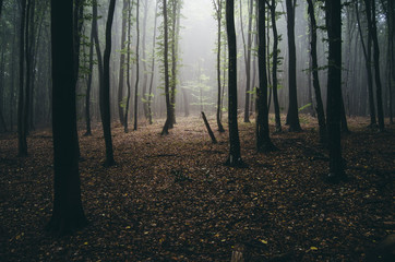 light beam in misty forest