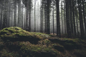 Foto op Plexiglas Grijs wildernis landschap bos met pijnbomen en mos op rotsen