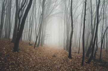  path through natural forest © andreiuc88