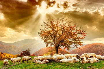 Sheep under the tree and dramatic sky