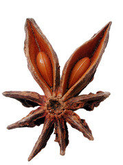 Sternanis © euthymia