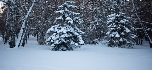 Beautiful winter forest