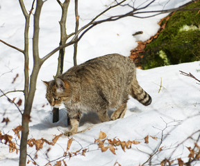 Europäische Wildkatze, Felis silvestris silvestris