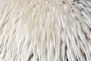 Bird feathers