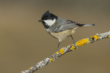 Fototapeta premium Coal tit (Parus ater) , posing for photo
