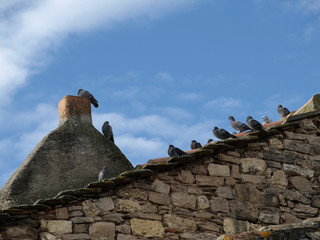 Fototapeta na wymiar pigeons on the old roof