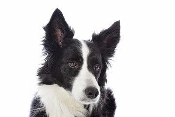 portrait chien border Collie