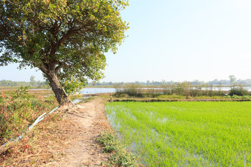 Fototapeta na wymiar Rice fields with blue sky