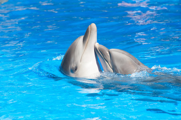 Obraz premium Kissing dolphins