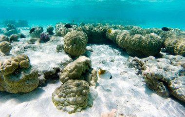 Fische im Korallenriff