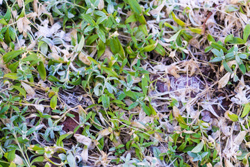 Melting snow on green grass close up