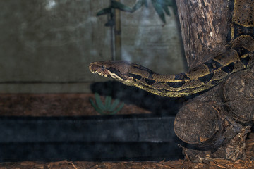 Snake