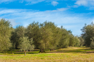 Landscape of olive trees in the background Tuscan farm.