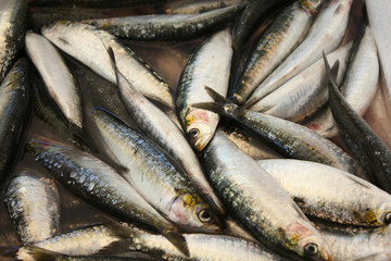 Fresh sprats