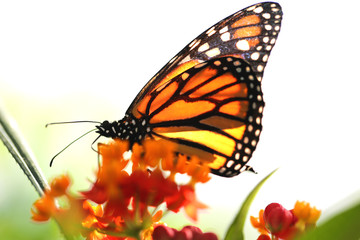 Fototapeta na wymiar Tropischer Schmetterling
