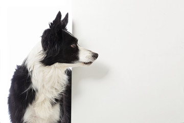 chien border Collie avec pancarte blanche
