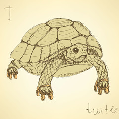 Sketch fancy turtle in vintage style