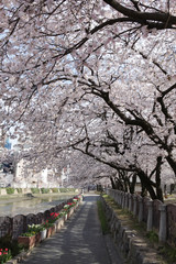 벚꽃이 있는 봄풍경