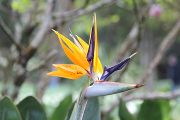 Fototapeta na wymiar Strelitzia reginae or Bird of Paradise flower.