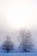 Tree Silhouette on the snow and fog