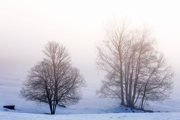 Fototapeta na wymiar Tree Silhouette on the snow and fog