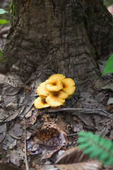 mushroom in the forest