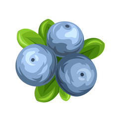 Blueberries isolated on white. Vector illustration.
