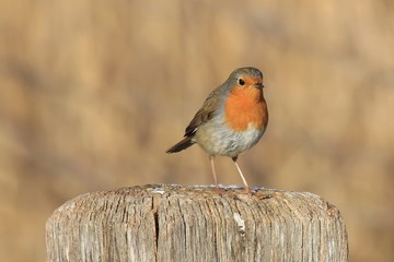 Le rouge-gorge