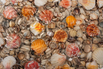 Seashells under water during rain