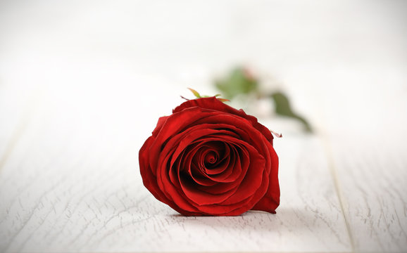 Single red rose on a wooden background. Valentine Da