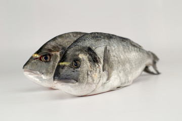 dorade