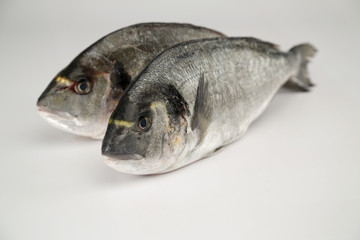 dorade