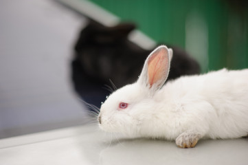 Fototapeta premium Adorable two bunnies black and white colours