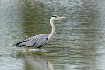 airone cenerino camargue francia
