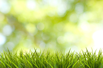 Grass and green nature blurred background