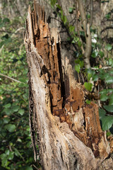 The old trunk