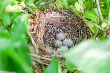 Obraz premium Nest of speckled brown eggs in the spring
