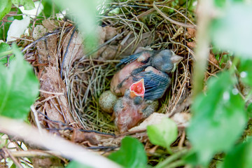 Two newly hatched chicks begging for food