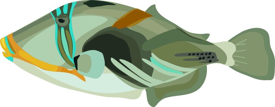 Picasso triggerfish (Rhinecanthus aculeatus) marine fish