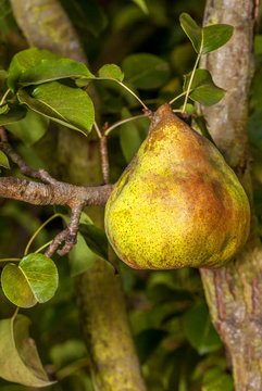 Ripe pear hanging from a tree.  Yellow comice variety.