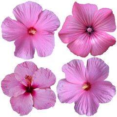 4 pink hollyhock flowers