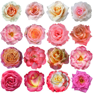 16 Rose Flowers Isolated on White Background