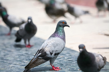 Pigeons